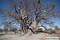 Baobab Ökologie: Starthilfe für Giganten