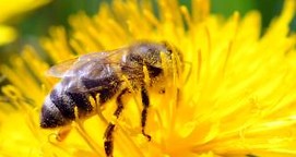 Bienenfleißige Imker-Azubis: Im Dienste der Königin - SPIEGEL ONLINE