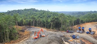 Palmöl in Biodiesel: Wir verbrennen den Regenwald! - Kraftstoffpolitik