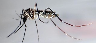 Do-It-Yourself: Mit Autoreifen als Mückenfalle gegen das Zika-Virus