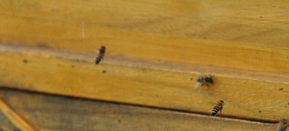 Zu Besuch bei einer Imkerin und ihren Bienenvölkern