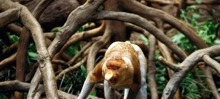 Im Dschungel von Borneo flirten die letzten Nasenaffen