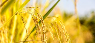 Nobelpreisträger kritisieren Greenpeace-Haltung gegenüber Gentechnik - Kontroverse um „Goldenen Reis"