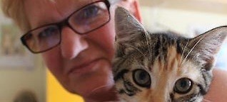 Tag der Katze: Tierschützer fordern Katzenverordnung mit Kastrationspflicht - Rhein-Zeitung