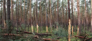 Renaturierung eines Wirtschaftswaldes: Wenn Bäume sterben dürfen