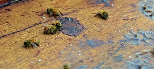 Schädlinge behandeln: Wellness im Bienenstock