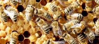 Was passiert, wenn die Bienen sterben?