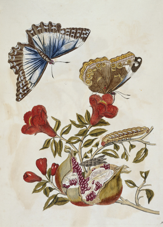 Butterfly_and_Caterpillar_-_Metamorphosis_insectorum_surinamensium_(1705)__74_-_BL.jpg