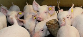 Kritik an der „Initiative Tierwohl": Tierschützer sprechen von Betrug