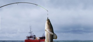 Wie eine App die Überfischung der Meere aufhalten will - Mit Technik gegen die undurchsichtige Fischindustrie