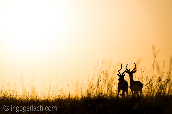 Impala-Böcke bei Sonnenaufgang. Oder wenn die Antilopen die Sonne anbeten. Ein Bericht mit Fotos von Ingo Gerlach. 13. Oktober 2016.
