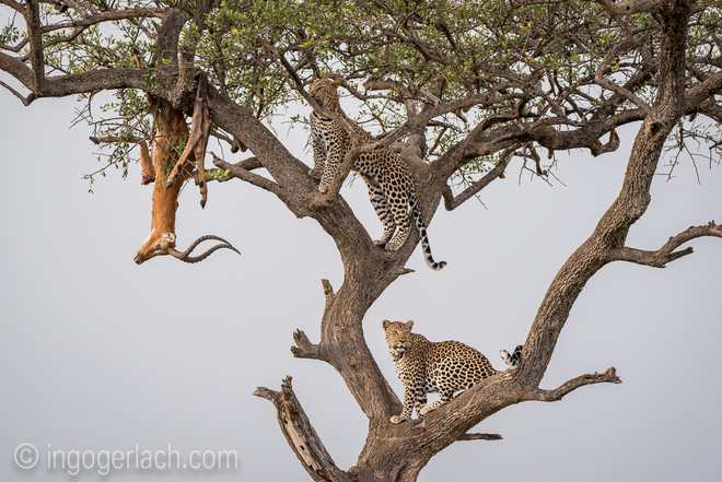 Leoparden: Vorratshaltung auf Raubkatzenart 2