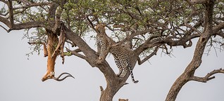 Leoparden: Vorratshaltung auf Raubkatzenart 2