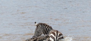 Krokodile: Vier Krokodile killen ein Zebra im reißenden Mara Fluss