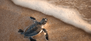 Planierraupe zerstört Gelege der unechten Karett-Schildkröten