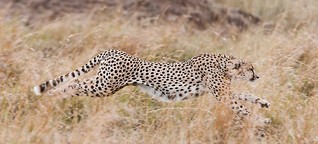 Geparden: Erfolgreiche Jagd der drei Brüder. Ein Bericht mit Fotos von Ingo Gerlach. 28. November 2016.