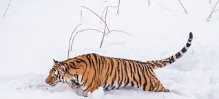 Der kurze Kampf der sibirischen Tiger. Eine Geschichte mit Fotos von Ingo Gerlach. 30. November 2016. 
