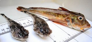 Wissenschaft: Wieso Meeresforscher Fische fangen | shz.de