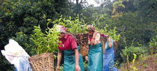 "Fairtrade kann am Lohn auf Plantagen nichts ändern"