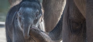 Elefantennachwuchs im Kölner Zoo. Extremer Niedlichkeitsfaktor.