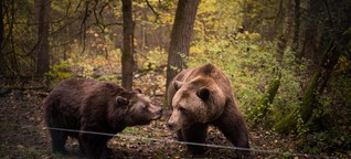 Braunbären in Rente: Ruhe, Fett und Medizin