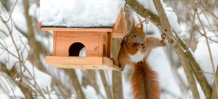 Sammler und Akrobaten: Wie man Eichhörnchen im Winter unterstützt