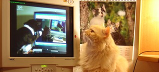 Herrscherinnen des Internets | Sind Katzenvideos Kunst?