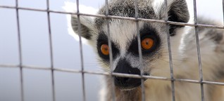 Illegaler Wildtierhandel: Ein Affe im Warenkorb