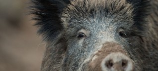 Wildschweine überrennen die USA