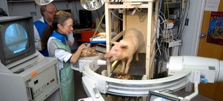 Schwein und Schaf im Hybrid-OP