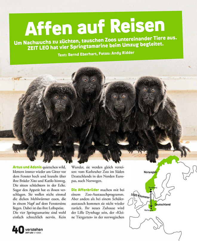 Affen auf Reisen