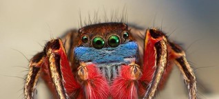 Wie Spinnen mit Farben prahlen