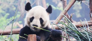 Warum sind Riesenpandabären schwarz und weiß?