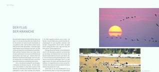 »Der Flug der Kraniche« im National-Geographic-Buch »Deutschlands Küsten und Inseln«