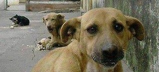 Rumäniens Probleme mit den Streunerhunden