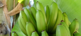 Glücklicher mit Bananenmehl