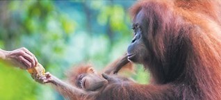 Dem Orang auf die Pelle rücken