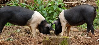 Truffle Pig Bar: Von Feuerlöschern und Trüffelschweinen