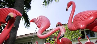 Flamingo: Was willst du Vogel hier?