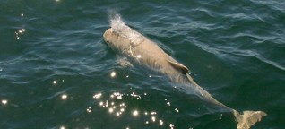 Überfischung und Beifang: Schweinswal in Not! | BR Mediathek VIDEO