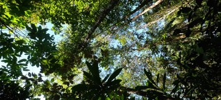 Tropische Wälder schaffen als neue Bürgerbewegung