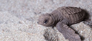 Wie ein Forschungsteam mit Fake-Eiern Schildkröten retten will