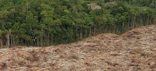 Brasilien: Brutale Landkonflikte: Kampf zwischen Groß- und Kleinbauern | Journal | SWR2