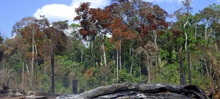 Bodenspekulation: Gier nach Anbauflächen bedroht indigene Völker in Brasilien | BR.de