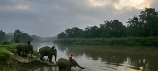 Elefantenreiten: Urlaub im Graubereich