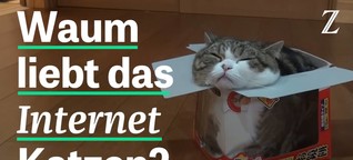 Warum das Internet Katzen liebt