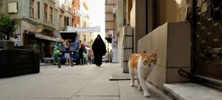 Exploring Istanbul From a Cat's Point of View