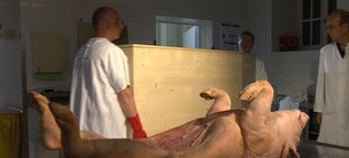 Schweinemumie auf dem Prüfstand - Andreas Nerlich testet Mumifikation der Ägypter an einem Schwein