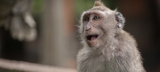 Sprachevolution: Das verborgene Sprachtalent der Affen
