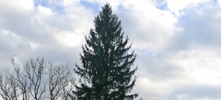 Weihnachtsbaum für Frankfurt: Deutschlands Schönster heißt August